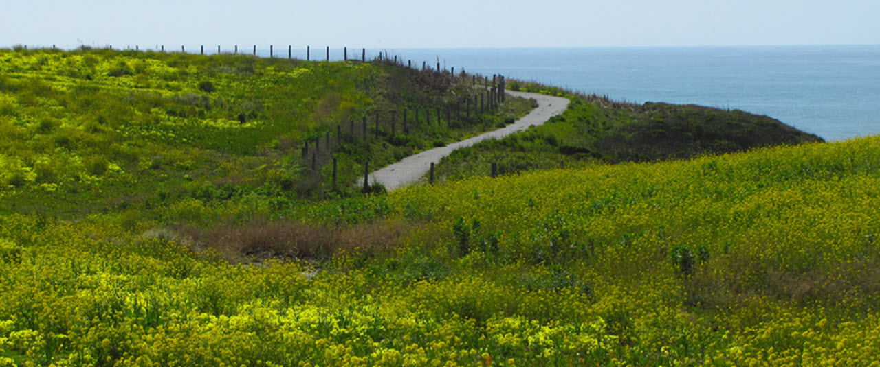 Flowers on road to Cowells